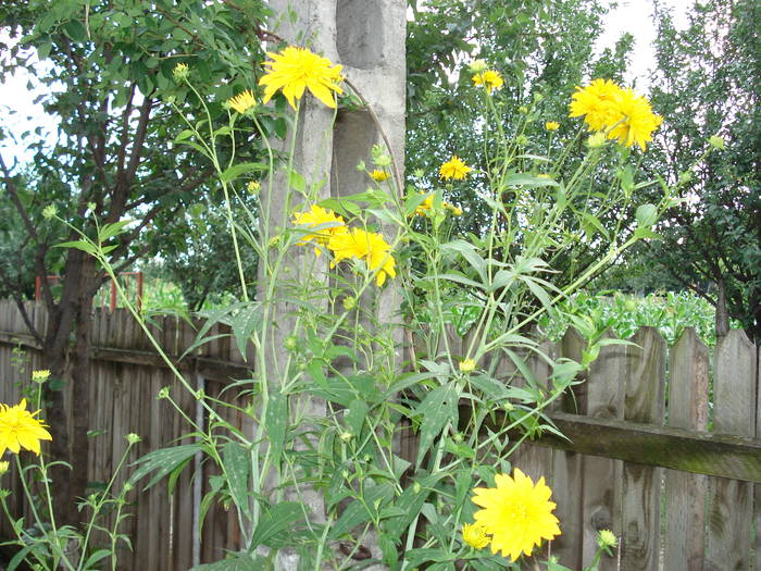 HELIOPSIS