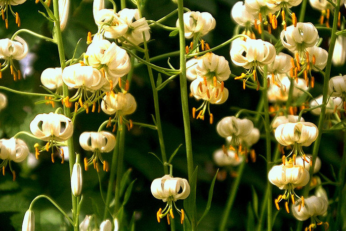 FLOWERS2
