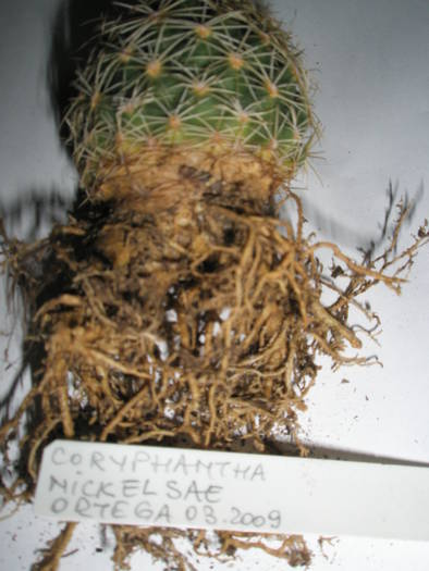 Coryphantha nickelsae 2 - RADACINI de cactus