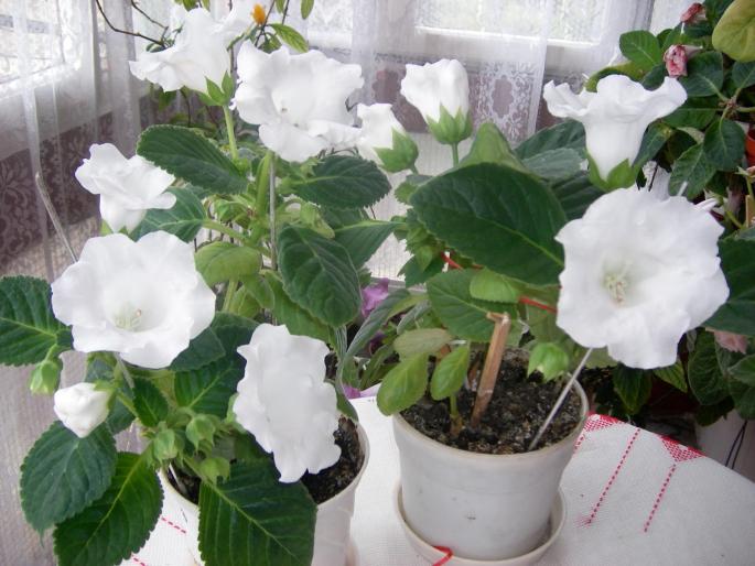 Gloxinii albe simple