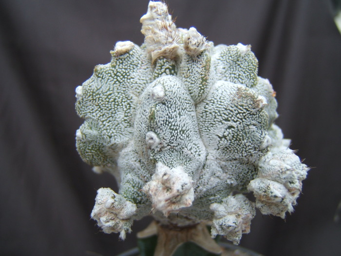 Astrophytum myriostigma cv 'Lotus Land'