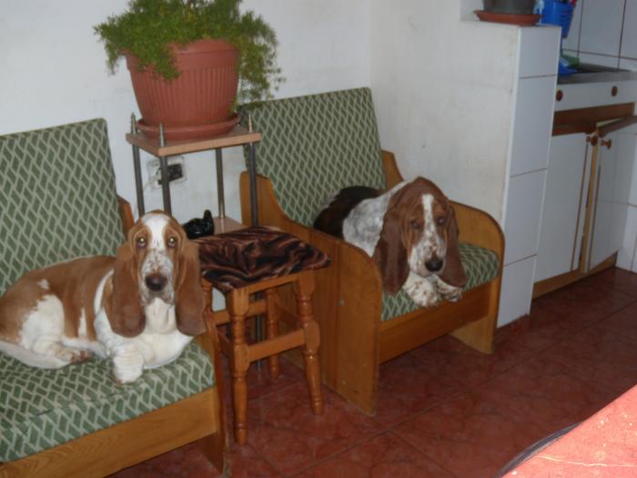 TWO ARMCHAIRS FOR TWO BEAUTIFUL BASSETS - Lucky Ama 1