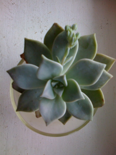 pui de graptopetalum "carayense"