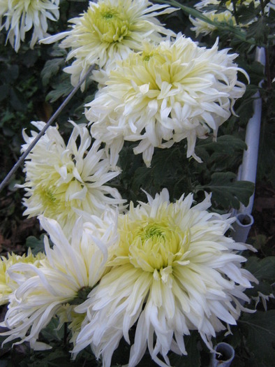 25octombrie 064 - Crizanteme tufanele 2009