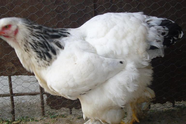 brahma herminat deschis