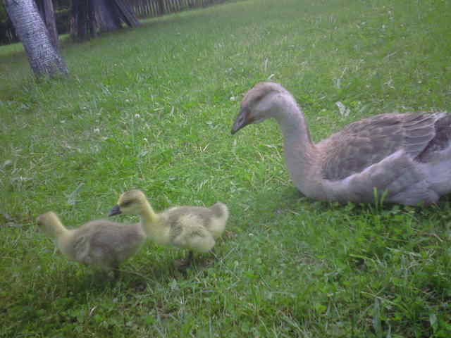 Imagine0287; mama la 2 luni ,adoptand 2 boboci de 1 saptamana
