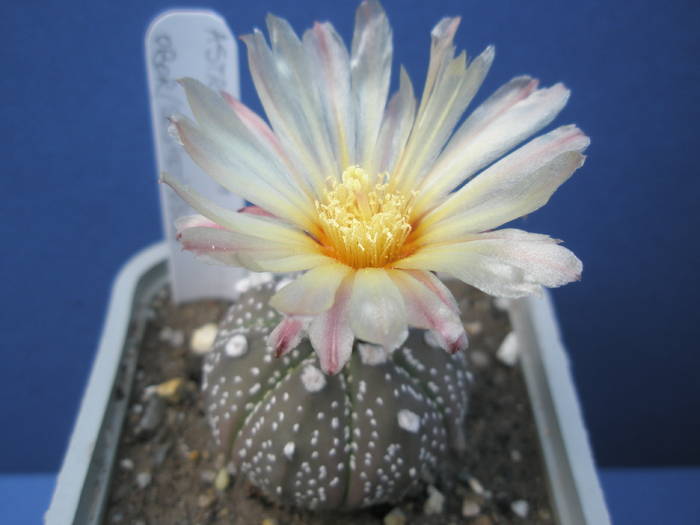 Astrophytum hb. asterias de la Obor - 24.06 - Astrophytum