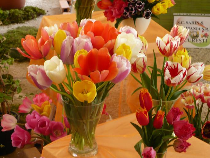 P1010386 - Pitesti 19 aprilie 2008 - II