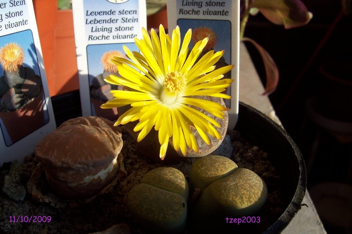 11.10.2009 - Lithops si Pleiospilos