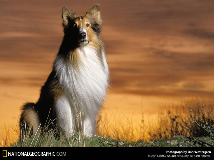 DOG LASSIE 1