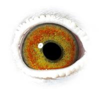 OYBOFDGNJVUXCPINFCD - OCHII PORUMBEILOR