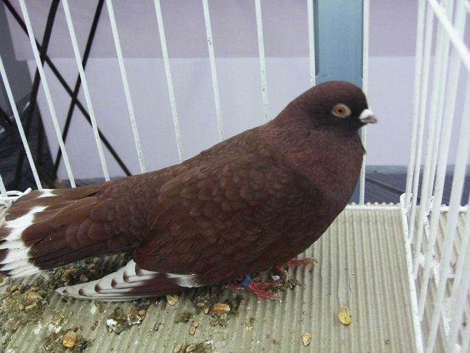 visiniu 6