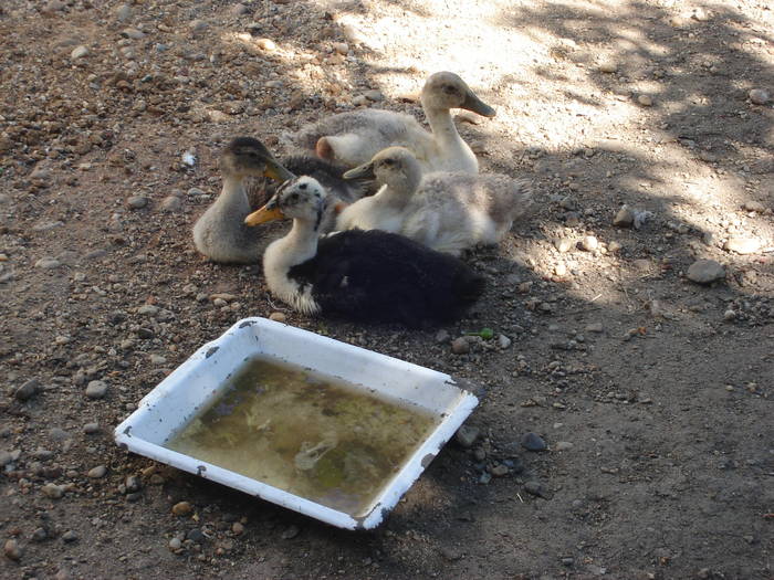 52 - Rate-Gaini-Gaste