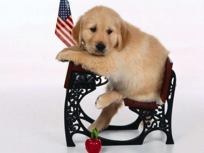 Dogs Wallpaper_ Poze cu Catei 40