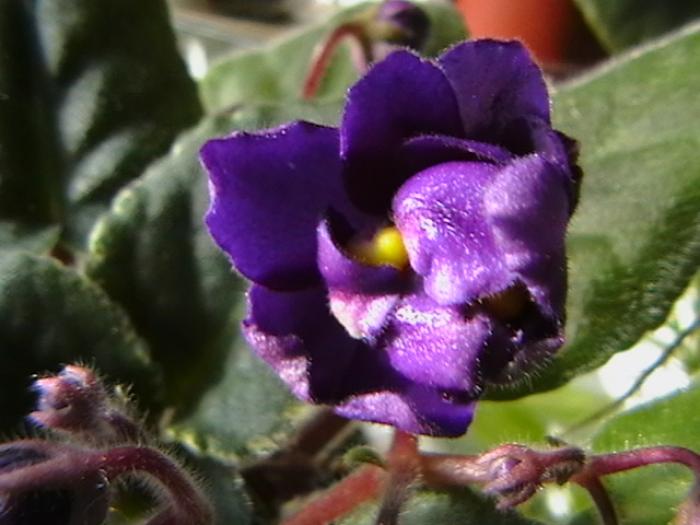 funamble4 - violete 2009