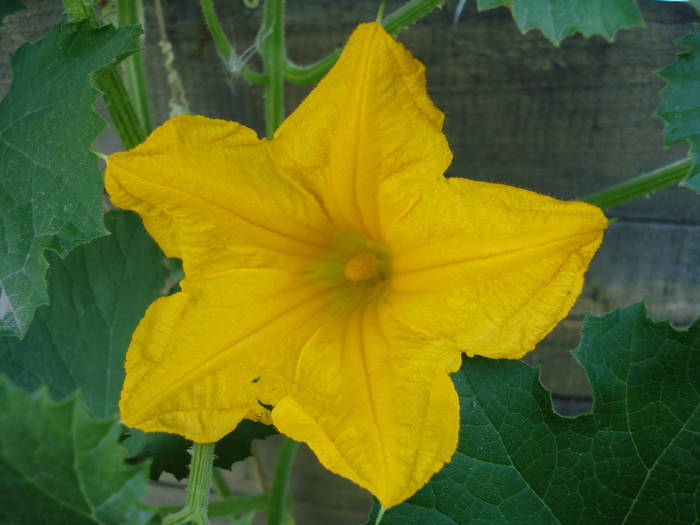 Yellow Pumpkin Flower (2009, Aug.11)