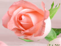 trandafir roz - FlOrI fRuMoAsE