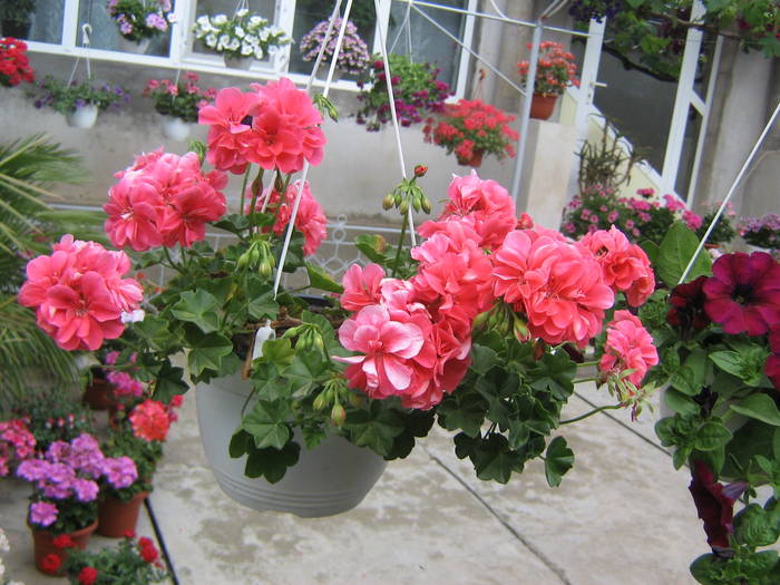 29mai 007 - muscate 2009