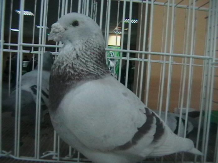 Mascul 2002 - Porumbei la prima expo