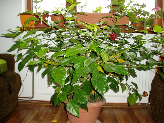 hibiscus - Florile mele 2009