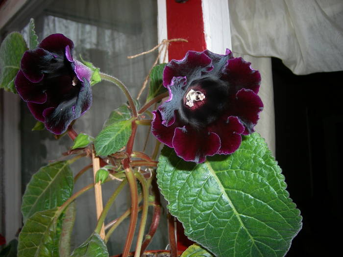 Gloxinia neagra