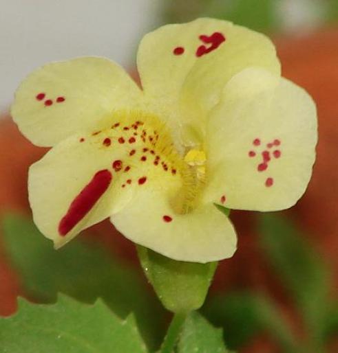 Mimulus