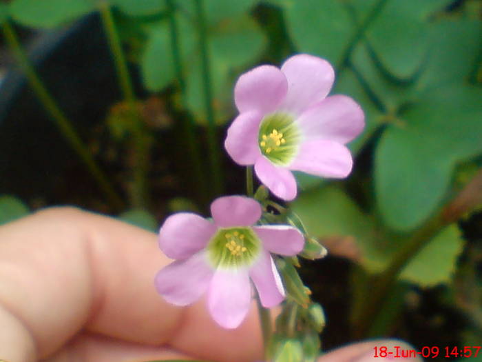 Oxalis