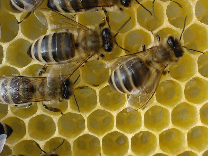 albinele ce au grija de puiet