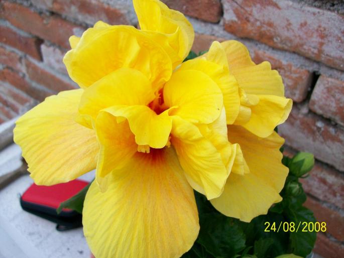 100_0139 - hibiscus