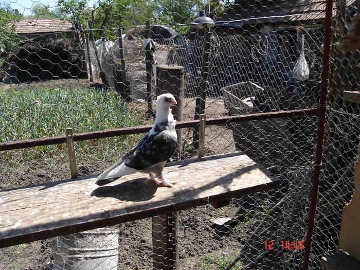 41 - C Porumbei Blueti si Satineti Vechi