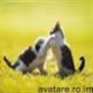 animale__avatare-cu-pisicute-51_jpg_85_cw85_ch85 - PISICUTE