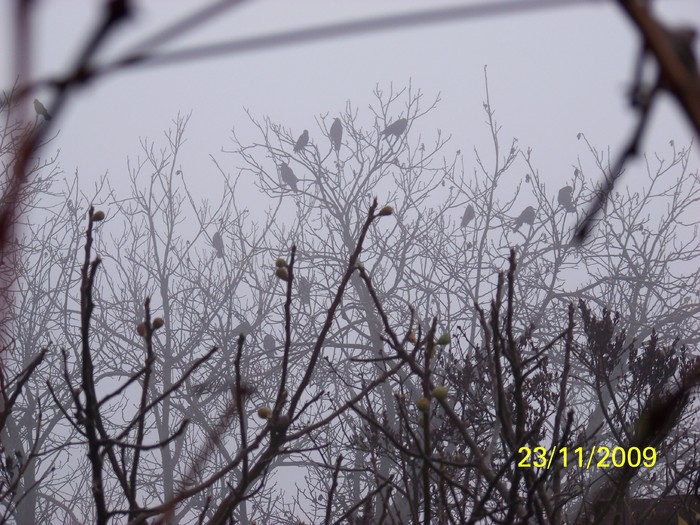 100_5094 - Toamna in curte  Timisoara