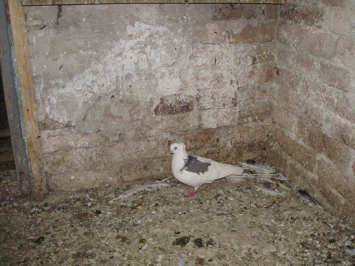 P8232024 - 1744 Sedat Iusein