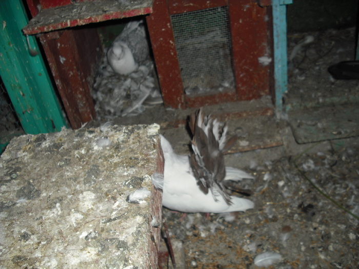 Picture 054 - Porumbei albi coada neagra si rosie