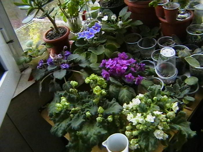 IMGA0631 - violete 2009