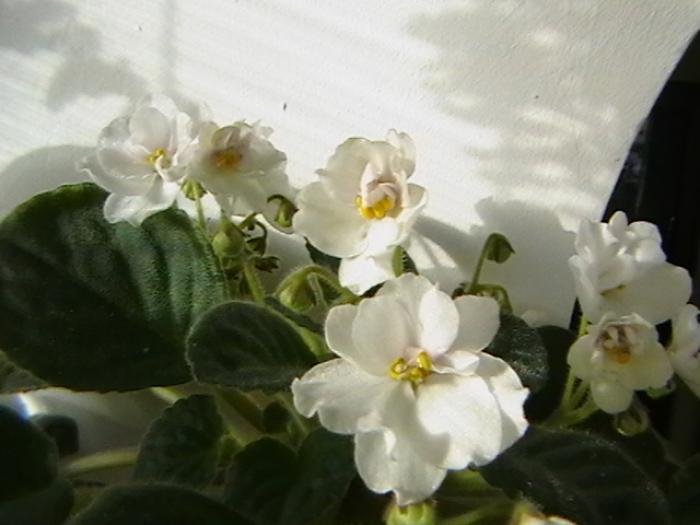 IMGA0555 - violete 2009