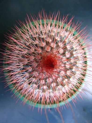 mamm_spinoss_cv_sr_1