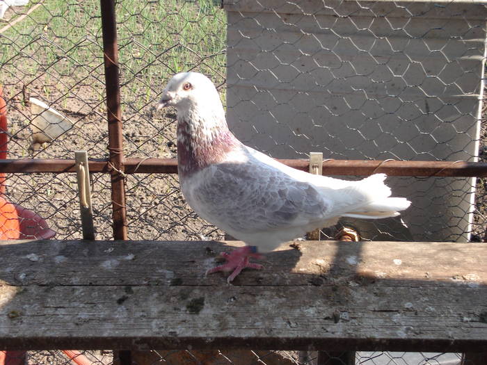 80 - E Porumbei Voiajor Standard Vechi