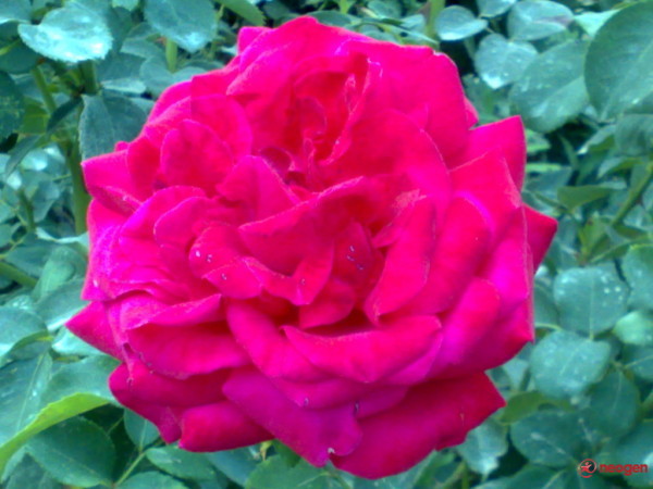 3aa95ae0_0050000979306_00_600 - Trandafiri roz