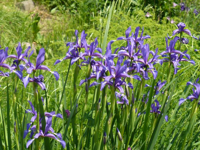 Iris germanica - Gradina Botanica mai 2008