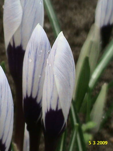 Crocus 5 mart 2009 (4) - crocus - branduse