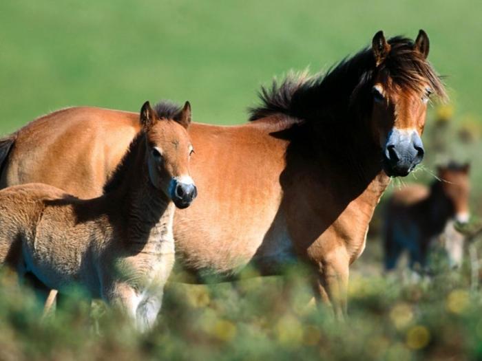 Exmoor Pony and Foal - cai