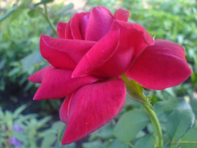 trandafir - Flori