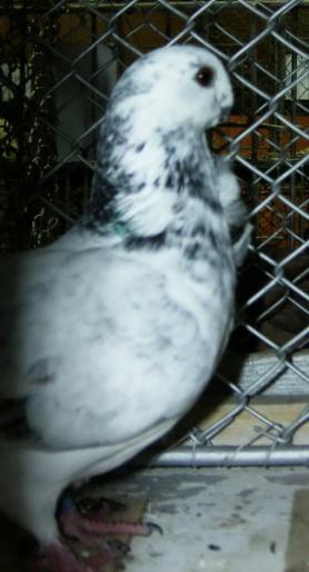 pescarus 3 - 1501 Expo Timisoara 2006