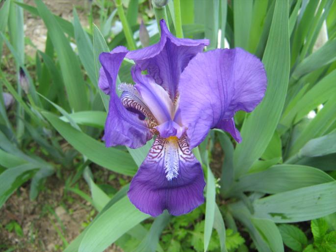 iris - flori de gradina