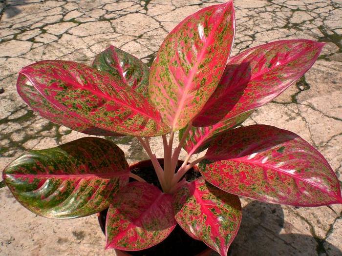 stardust - AGLAONEMA