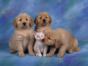 DOK01RK005110 - poze catei