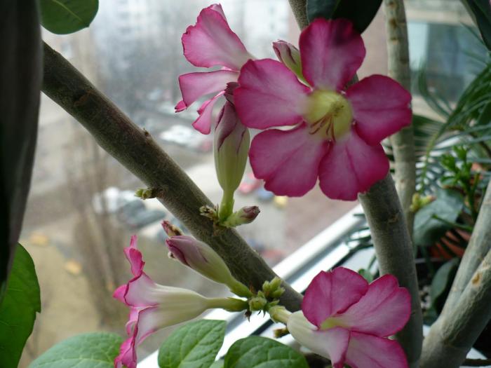 P1080216 - ADENIUM OBESUM