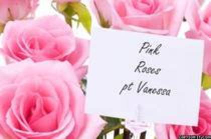 pink roses for vanessa - aici va arat cat de mult o iubesc pe vanessa