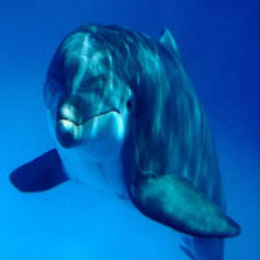 delfin in apa 3 - animale